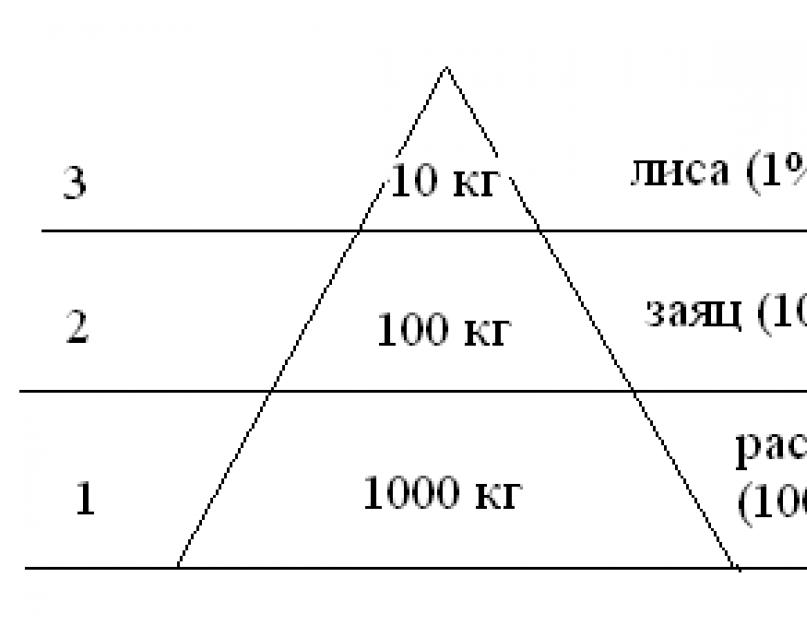 Используя правило 10. Пирамида биомассы. Экологическая пирамида биомассы. Пирамида энергии. Пирамида биомассы 3 пищевой цепи.