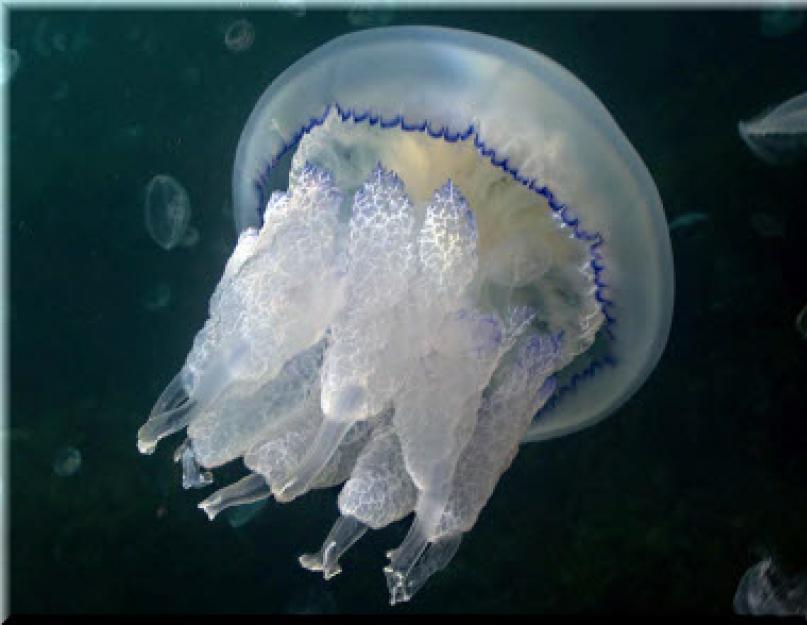 Zašto se meduze pojavljuju u Crnom moru.  Najotrovnija i najopasnija meduza Crnog mora.  Koje se meduze nalaze u Crnom moru
