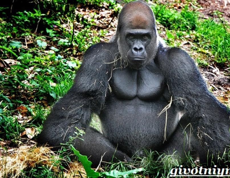 Kur gyvena gorilos ir ką jos valgo?  Gorilos nuotrauka – gorilos aprašymas – gorilų rūšys.  Biologinis aprašymas ir savybės