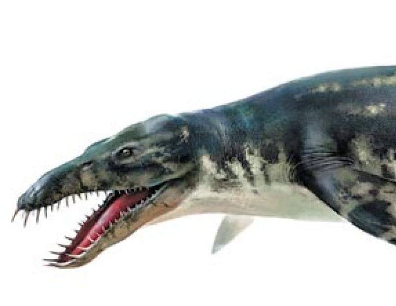 A mezozoikum tengerek óriás hüllői.  Elasmosauruszok – ősi tengeri gyíkok Hüllők a levegőben