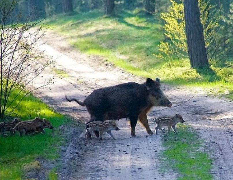 Ce să faci când întâlnești un mistreț?  Totul despre mistreții din pădure: habitate, comportament, pericol pentru oameni