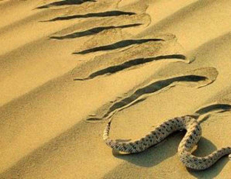 Скорость движения змеи. Змея ползет. След змеи. Змея ползет по песку. Следы змеи в пустыне.