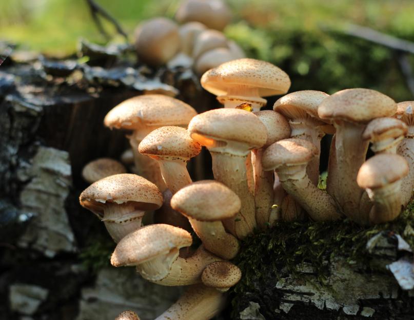 Как закрыть грибы на зиму в банки: только проверенные рецепты. Маринованные опята на зиму — самые вкусные рецепты приготовления