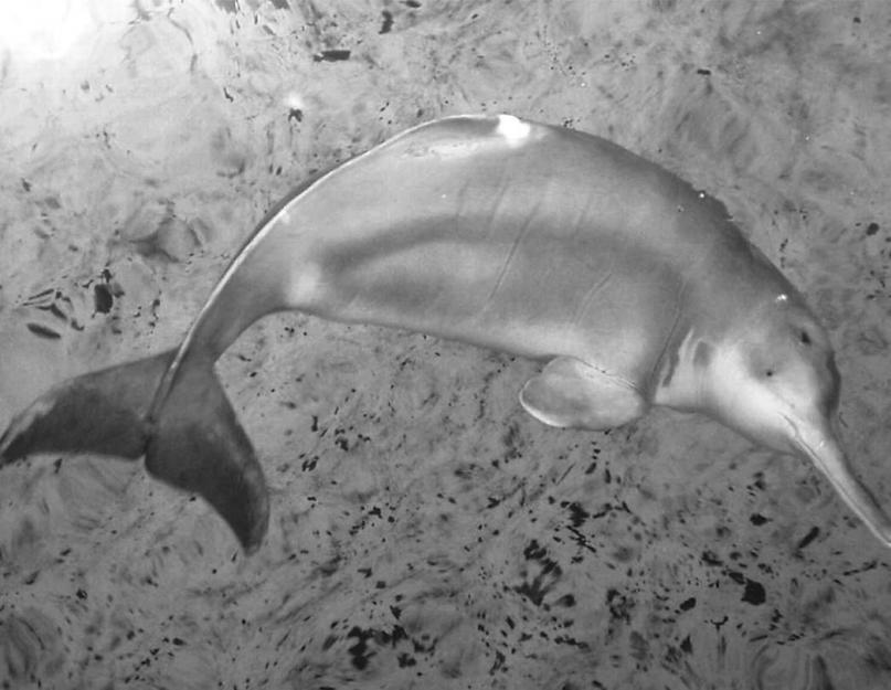 Kinijos upės delfinas baiji.  Upės delfinas: aprašymas ir nuotrauka Šiaurės Afrikos karvės antilopė