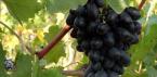 Recette de vin à base de raisins secs