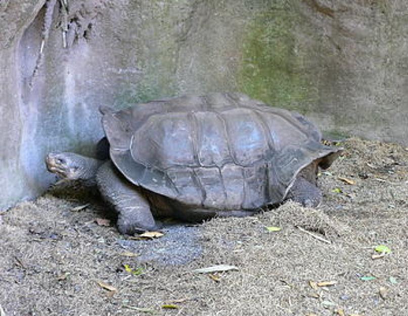 Галапагосская слоновая черепаха. Умер Одинокий Джордж – самая известная в мире черепаха Сколько живут галапагосские черепахи