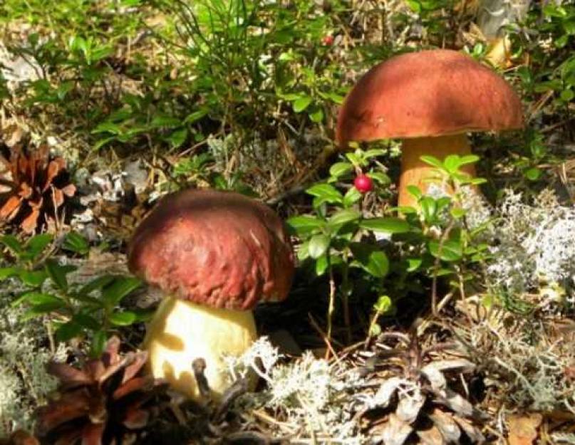 Какой лес любит белый гриб. Где растут белые грибы
