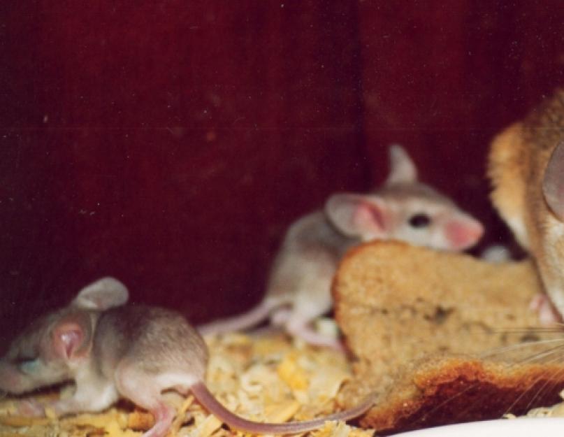  Иглистая мышь. Описание и приручение История Жизни в зоопарке