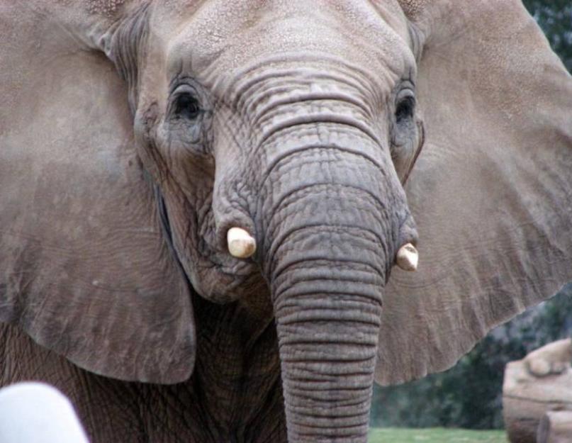 Африканский саванный слон: чем питается и как живет. Слон – описание, виды, где живет, чем питается, фото