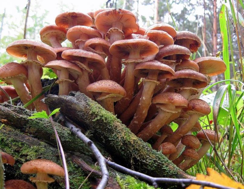 Ядовитые грибы: определяем вид и учимся отличать от съедобных. Как правильно определять готовность разных блюд