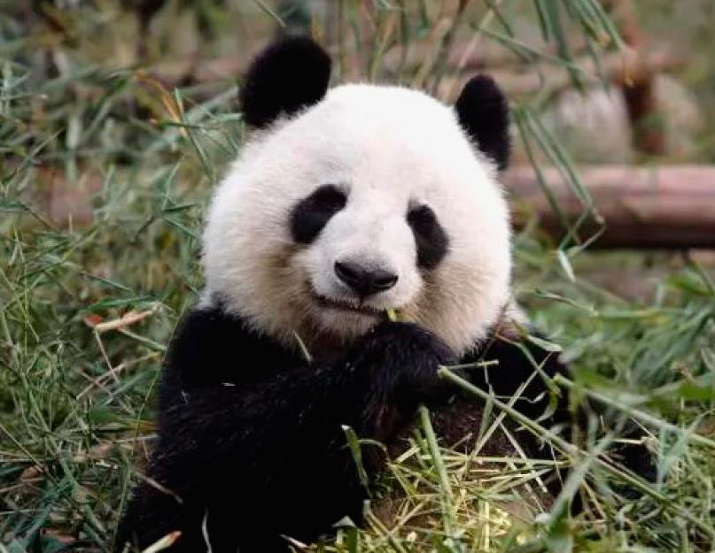 Hol élnek a pandák?  A panda a Vörös Könyv ritka állata: gyönyörű fotók, képek, videók a pandákról