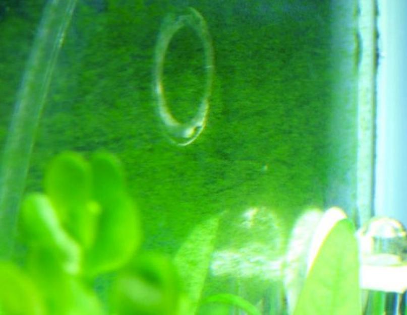  Бурые (диатомовые) водоросли в аквариуме