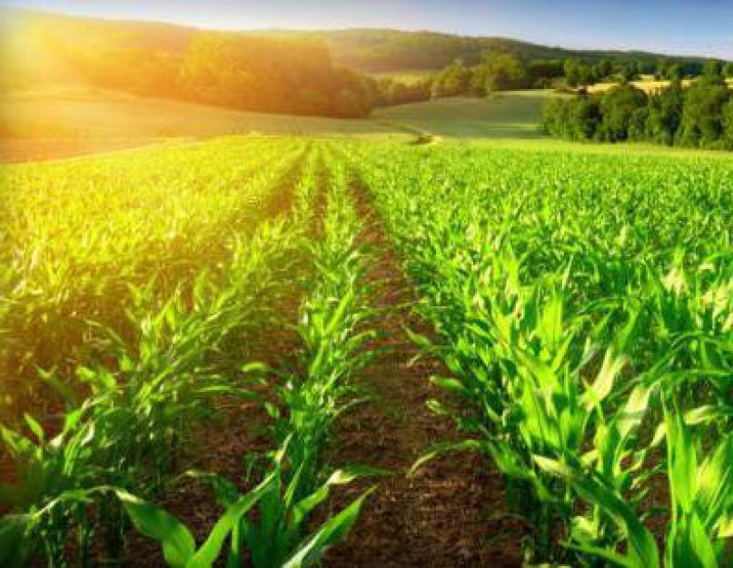 A mezőgazdaság, mint a világgazdaság egyik ága.  Mezőgazdaság: a mezőgazdaság ágai.  A mezőgazdaság ágai Oroszországban
