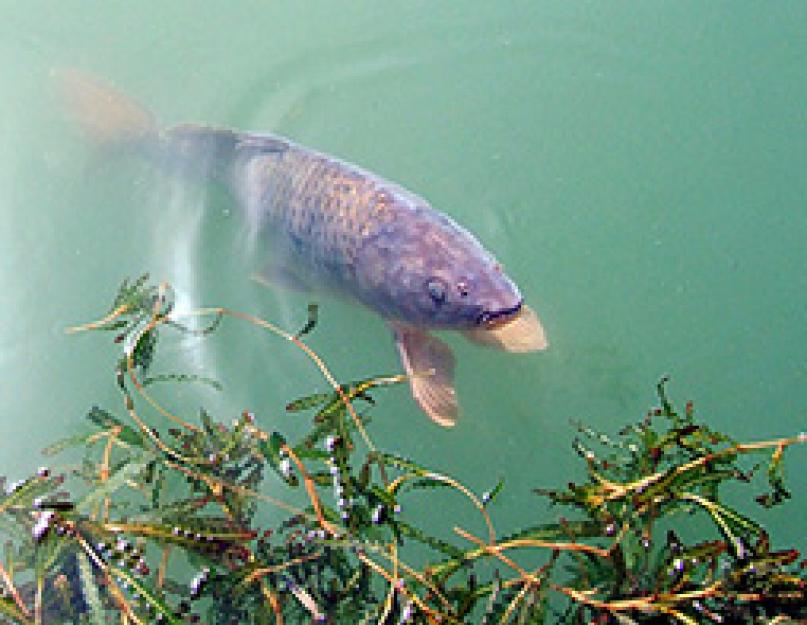 Условно-рефлекторная деятельность рыб и ее влияние на продуктивность (курсовая). Основные рефлексы рыб Условные рефлексы у рыб