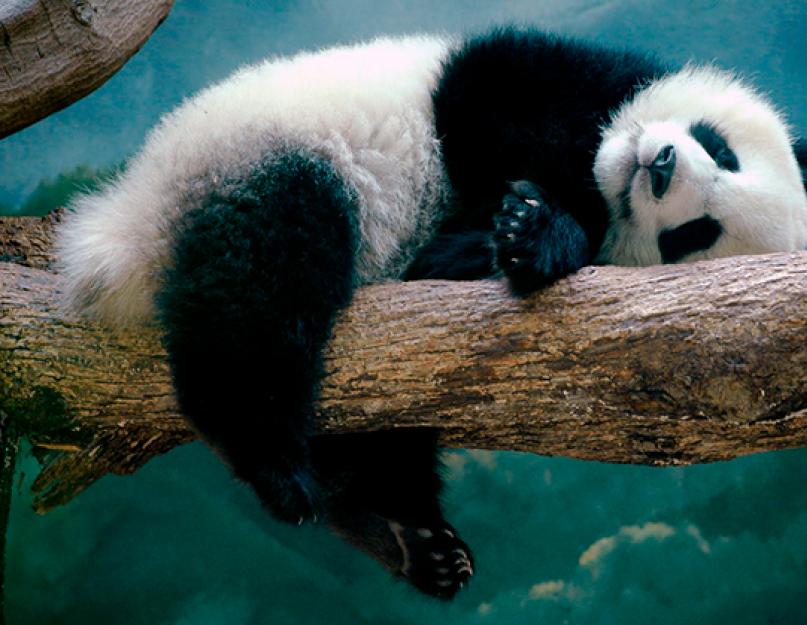 Панды живут в японии. Большая панда, или бамбуковый медведь, или гигантская панда