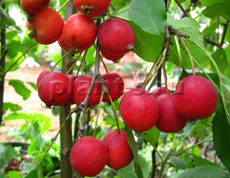 وصف شجرة التفاح الوردي فيم.  حداثة الاختيار المحلي هي شجرة التفاح الصفراء فيم.  لم يتم العثور على أوجه قصور واضحة