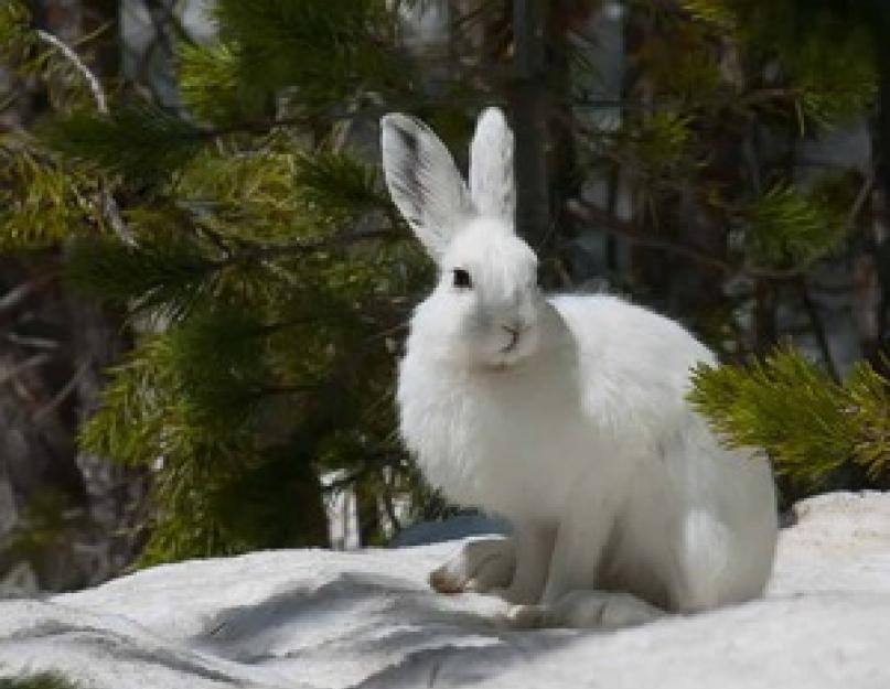معطف الأرنب.  لماذا أرنب أبيض في الشتاء ورمادي في الصيف