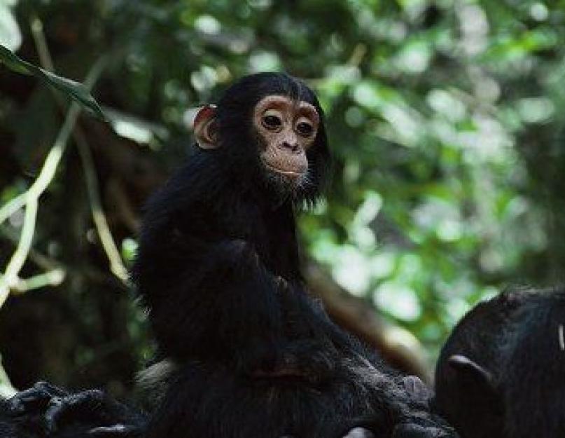 Шимпанзе обыкновенный. Где живут обезьяны: ареал их обитания Взрослый шимпанзе