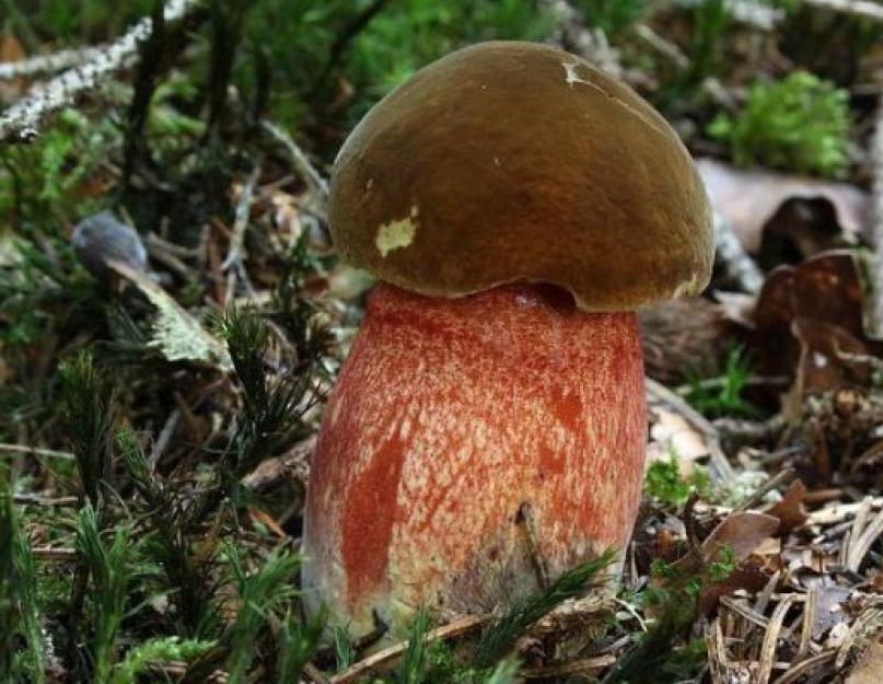 Весенние грибы крыма. Фото и описание грибов крыма