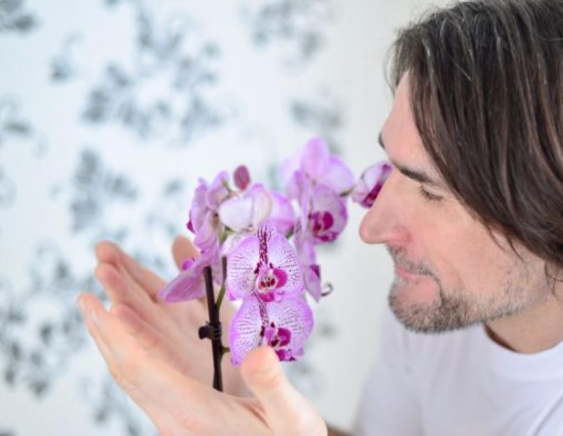 Sapne pamatykite žydinčią orchidėją vazonėlyje.  Kodėl svajoja orchidėjos?  Ką reiškia grynas grožis?  Orchidėja sapne  Miego aiškinimas iš augalų svajonių knygos
