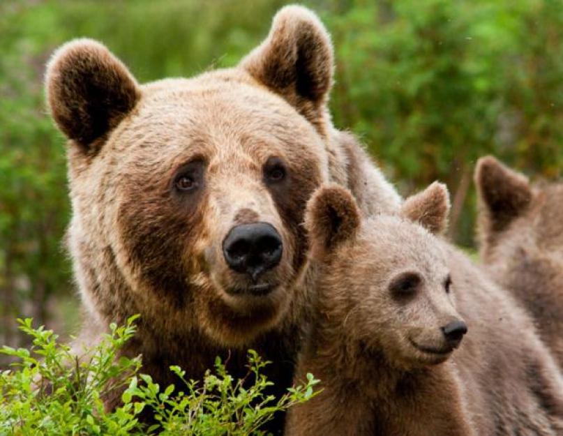 Содержание и размножение бурых медведей. Бурые медведи: описание и среда обитания. Интересные факты о бурых медведях. Умелые рыбаки и маскировщики