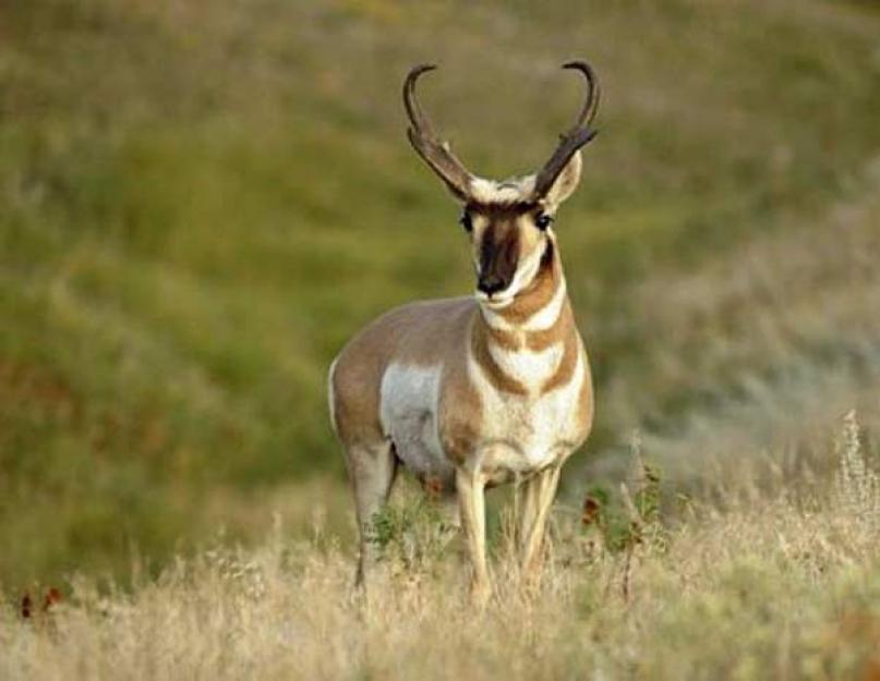 Milyen sebességgel fejlődik az antilop?  A világ leggyorsabb állatainak értékelése.  A vadállatok királya – Oroszlán