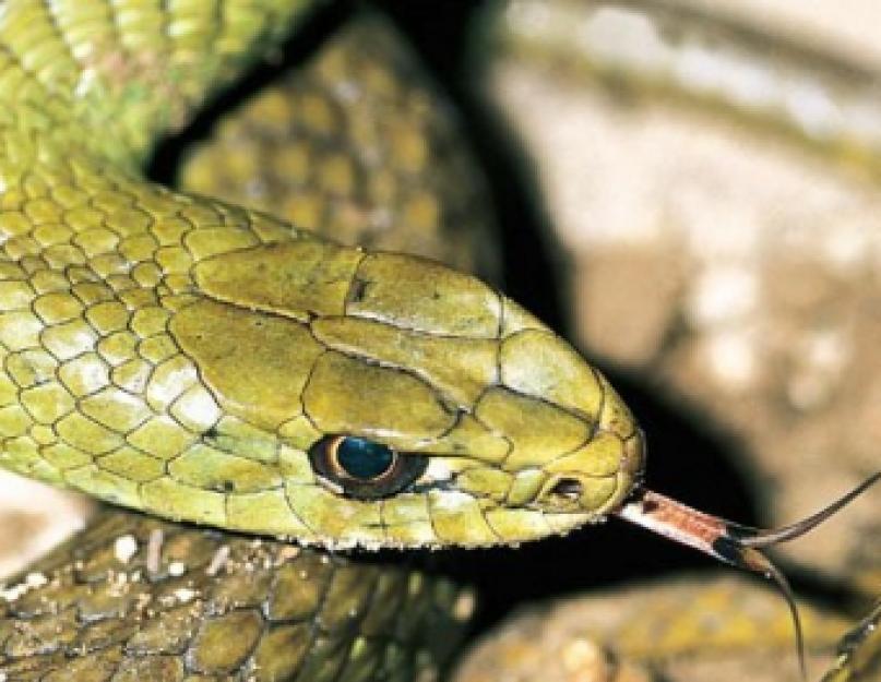 Как видят нас змеи? Органы чувств у змей Как расположены глаза у змеи