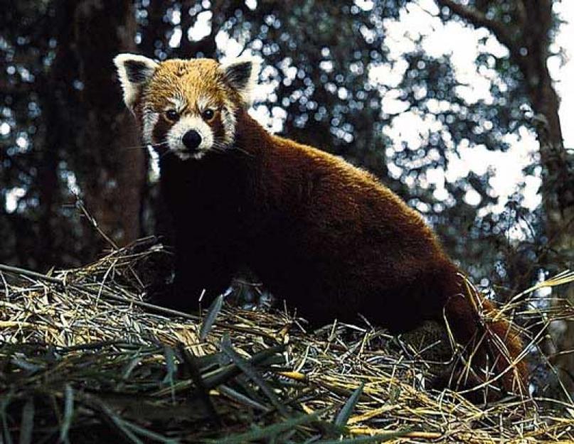 A panda medve vagy mosómedve?  A panda leírása.  Óriáspanda – egy titokzatos bambuszmedve Meddig élnek a pandák