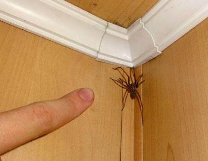 Znak: pauk u kući je dobar ili loš, zašto ne možete ubijati pauke kod kuće?  Zašto se pauci pojavljuju u kući, puno pauka i paučine: narodni znakovi i praznovjerja.  Zašto pauk puzi preko osobe: preko tijela, odjeće, desne, lijeve ruke, ramena, noge?  Znakovi
