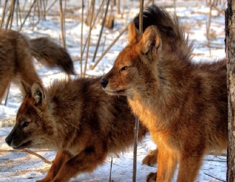 Красный волк краткое описание. Прекрасный и редкий – красный волк Что ест красный волк