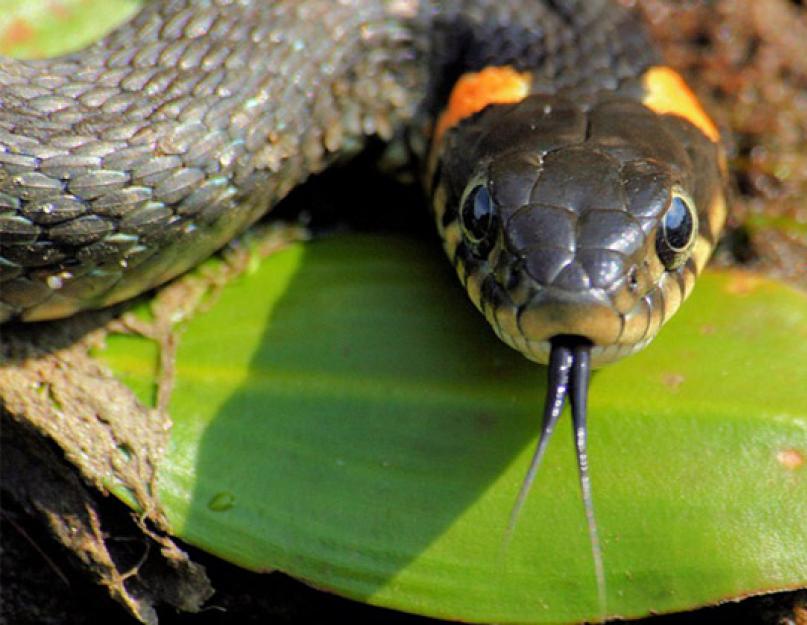 Змеи краткая характеристика. Самые распространенные заблуждения о змеях. Почему взгляд змей гипнотизирующий