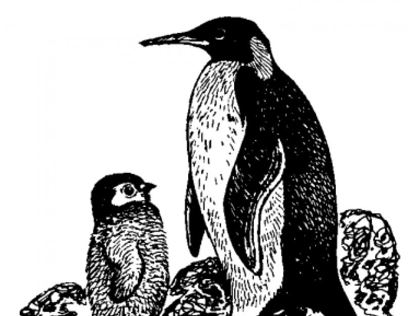 Интересные факты о пингвинах. Где живут, что едят и как спят пингвины? Пингвины - необычные птицы Пингвины они живут
