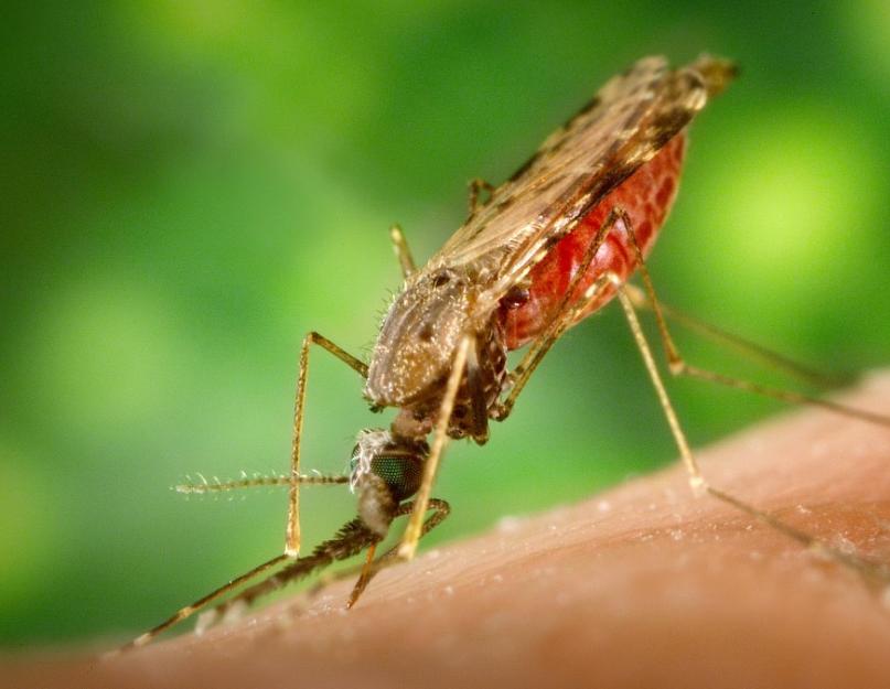 لماذا البعوض الملاريا خطير؟  البعوض الملاريا أو الأنوفيلة (الأنوفيلة اللاتينية) ما هو العضو الذي يميز بعوضة الملاريا عن البعوضة العادية