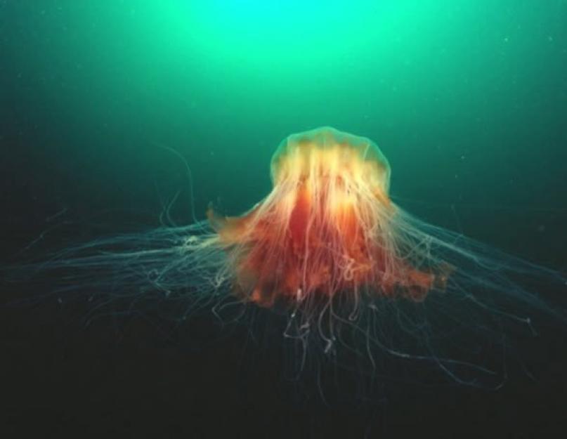 Üzenet a medúza-cianidról.  Leleplezzük!  A világ legnagyobb medúzája?  Óriási tengeri csoda