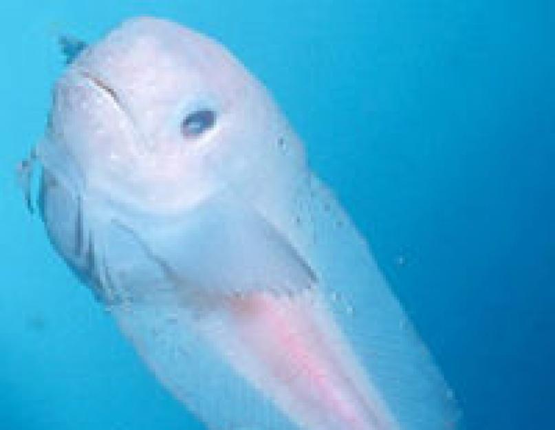 Самые глубоководные рыбы. Самые глубоководные рыбы в мире Глубинные животные океана