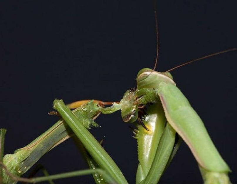 عشرة أنواع من الحيوانات ذات السلوك الجنسي الغريب.  أكثر المعلومات إثارة للاهتمام حول حشرة فرس النبي
