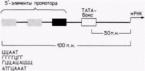 Opéron et transcription comme unités de transcription