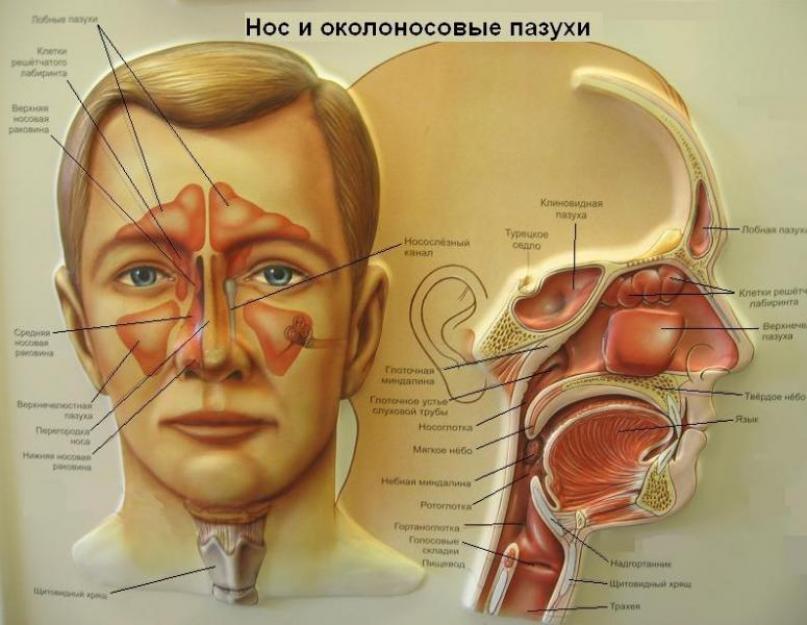 Анатомия носа человека. Анатомия и физиология носа