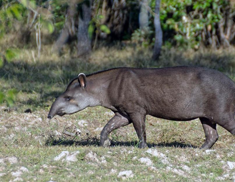 التابير الأسود أو الملايو (lat. Tapirus indicus).  حيوان التابير.  الوصف والميزات والأنواع ونمط الحياة وموائل التابير تكاثر التابير ذات الظهر الأسود ومتوسط ​​العمر المتوقع لها