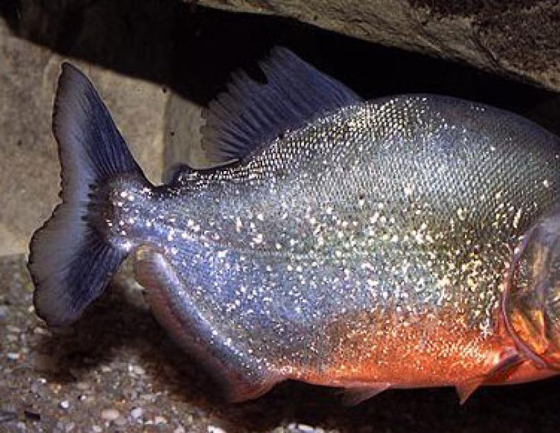 سمكة البيرانا من الحيوانات المفترسة الغريبة.  سمكة البيرانا المشتركة (Pygocentrus nattereri)