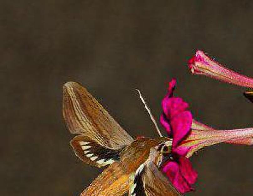 Vabzdys drugelis vanagas.  Vanago vanago gyvenimo būdas ir buveinė.  Didelis vabzdys, panašus į kolibrį: aprašymas ir nuotrauka
