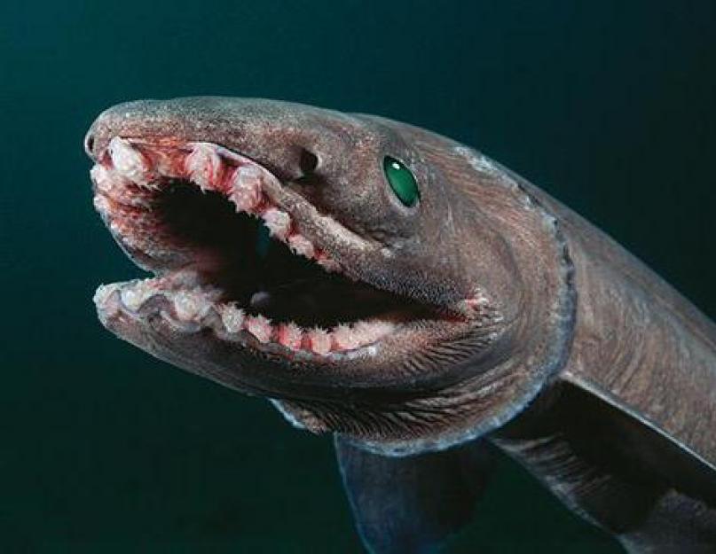 Kaip atrodo tigrinis ryklys?  Jūrinio plėšrūno gyvenimo būdas ir buveinė.  Ryklių rūšys.  Nuotrauka, aprašymas
