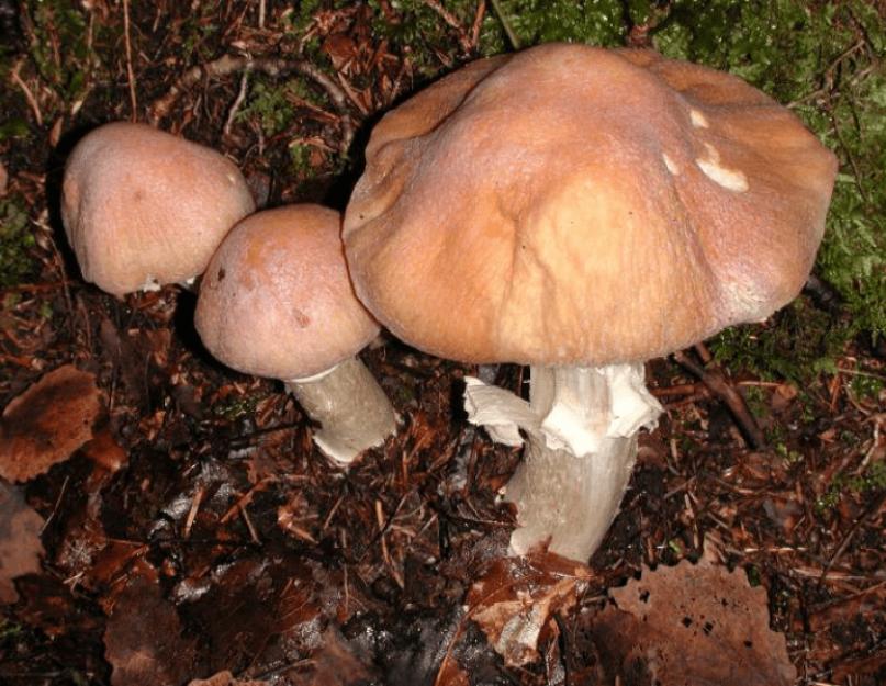 Гриб колпак съедобный. Грибы колпаки: описание вида и отличия от других грибов