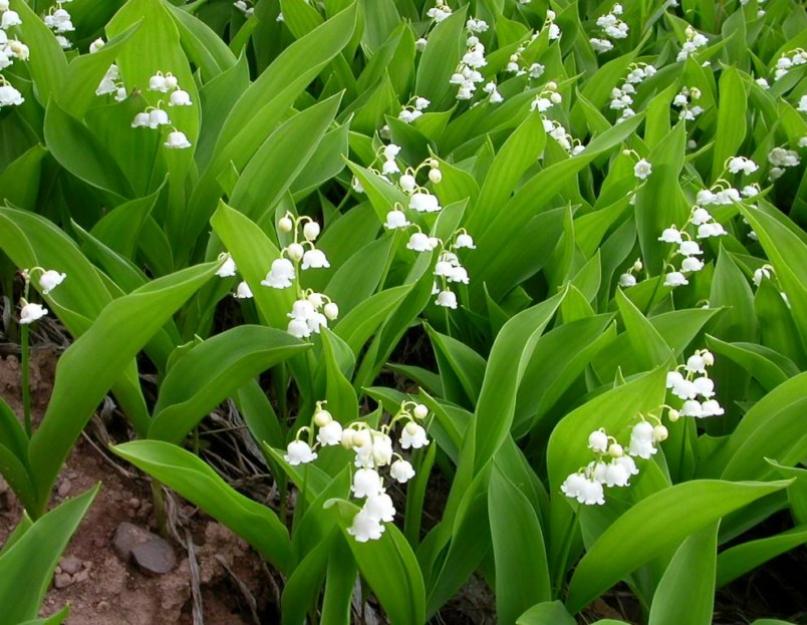 Slėnio lelijos – nuostabus pavasario kvapas.  Žavingos slėnio lelijos Pavadinimo istorija ir pagrindiniai tipai