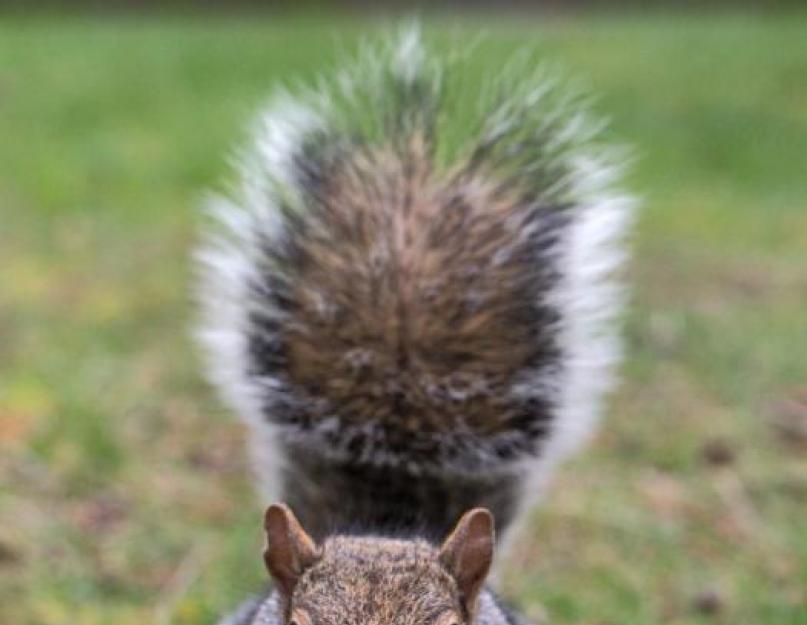 Mala poruka o proteinima.  Vjeverica: opis, vrste, navike.  Gdje vjeverica živi i šta jede?  Reprodukcija vjeverica