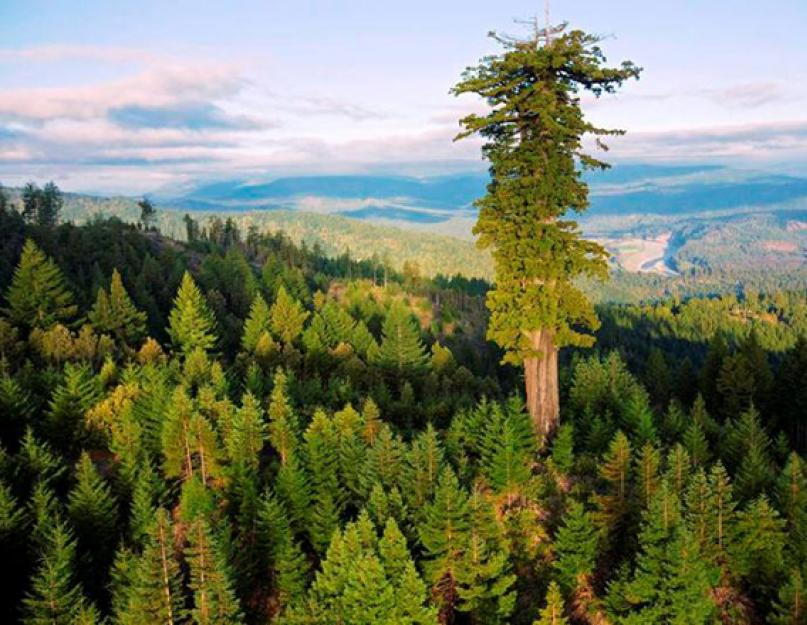 Самые высокие деревья в мире: мифы и реалии. Какое самое высокое дерево в мире