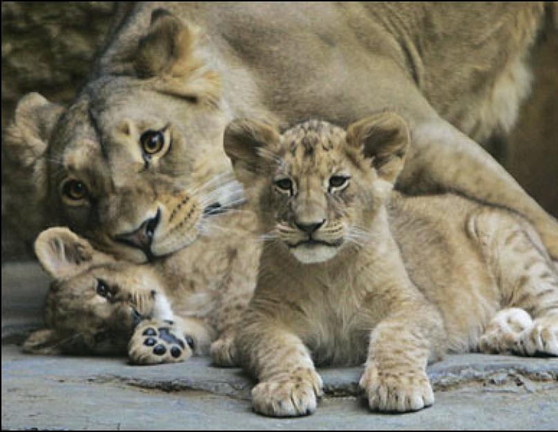 Liūtas – apsakymas vaikams.  Įdomūs faktai apie liūtus.  Pavojus Afrikos liūtams