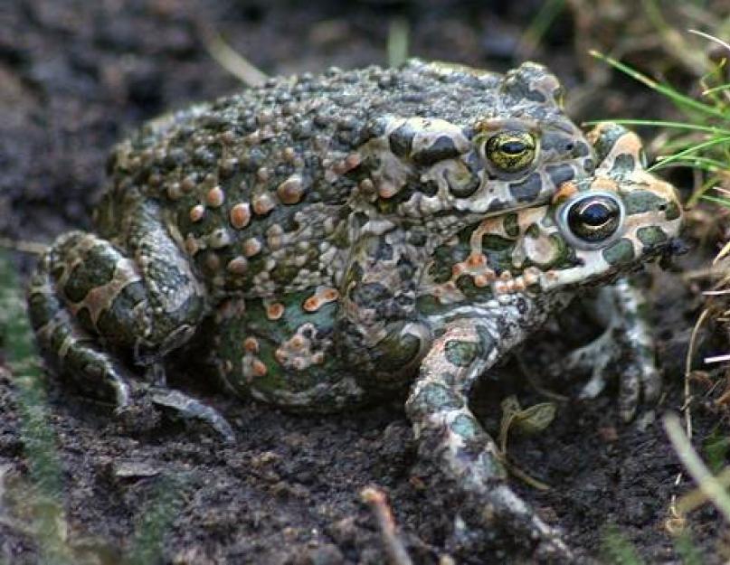 Лягушка земноводное животное. Травяная лягушка: описание, фото, места обитания, образ жизни. Пищеварительная система лягушки