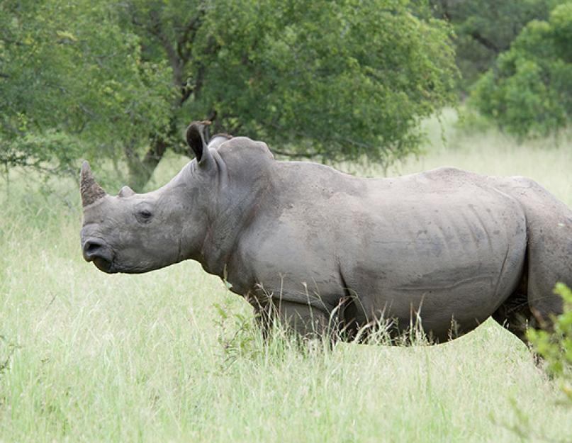 Мир животных носороги. Самые опасные животные в мире. Носорог: описание и фото. Как выглядит животное