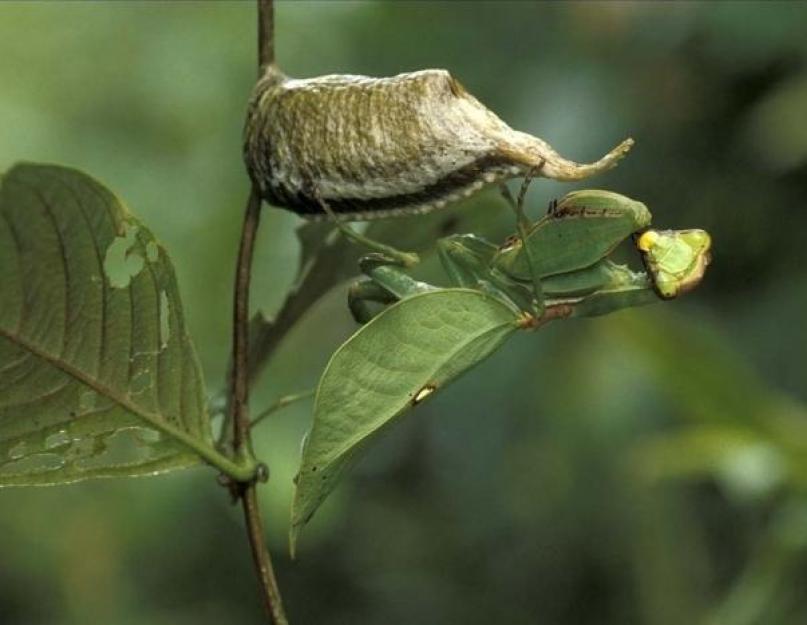 Какая самка съедает самца после спаривания. Обыкновенный богомол (лат. Mantis religiosa)